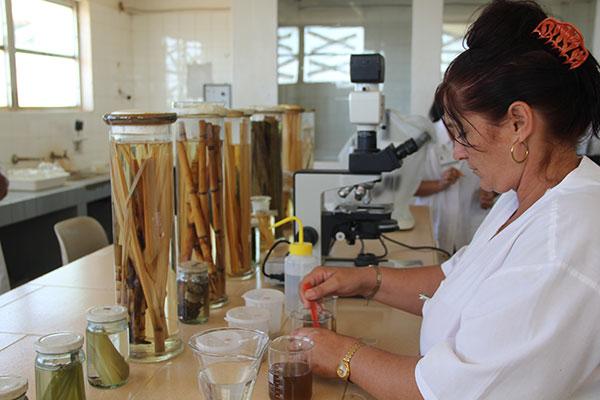 NUEVA PLANTA DE CELULOSA MICROCRISTALINA EN EL ICIDCA ENTRARÁ EN OPERACIONES EN EL 2023 NUEVA PLANTA DE CELULOSA MICROCRISTALINA EN EL ICIDCA ENTRARÁ EN OPERACIONES EN EL 2023