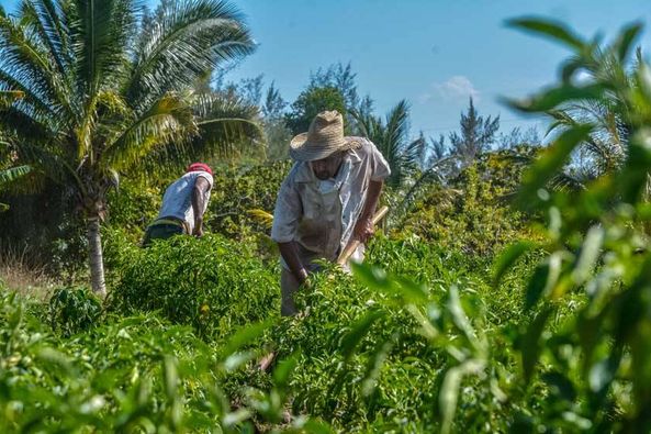 Soberanía Alimentaria SAN, retos y realidades. Soberanía Alimentaria SAN, retos y realidades.