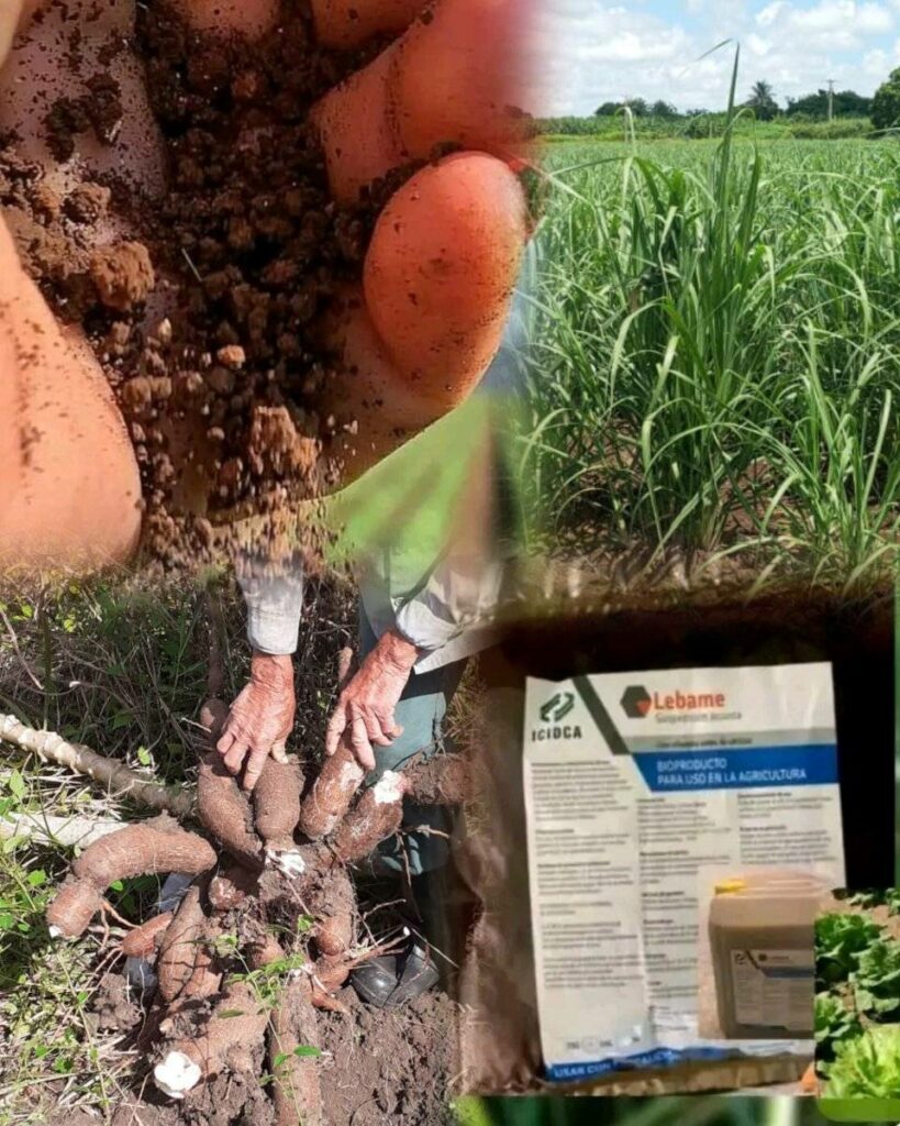 El Lebame, bioproducto eficaz para la producción cañera y otros cultivos